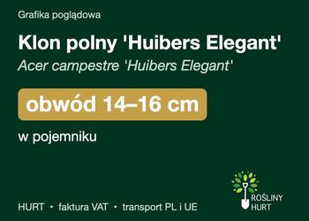 Klon polny 'Huibers Elegant' obwód 14-16 cm, w pojemniku – HURT