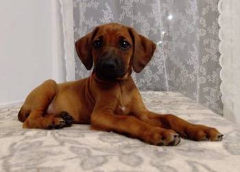 local siamese kittens for sale