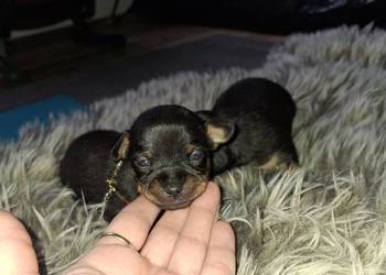 Pinczer miniatura