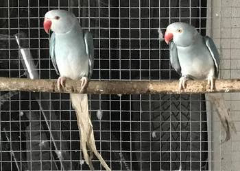 Aleksandretty niebieski samice do lęgów G/O 2023