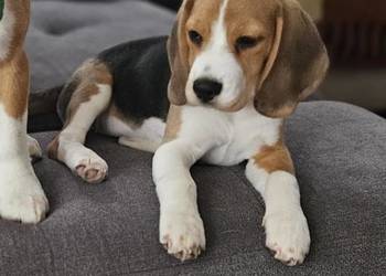 Ostatnia cudowna dziewczynka Beagle (FCI) po championie