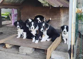 Border Collie szczeniaki