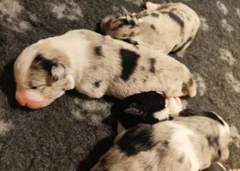Border collie blue merle