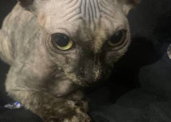 Sfinks Kanadyjski. Diablica tygryska. Rodowód.