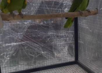 Amazonki nNebieskoczelne