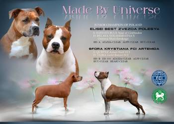 Amstaff FCI - gotowy do odbioru szczeniak
