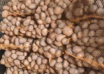 Ziemniaki jadalne Soraya