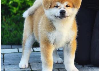 Akita Inu ZKwP/FCI