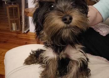Sprzedam York shire Terrier