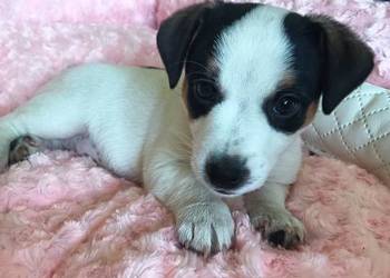 Suczka jack russell terrier