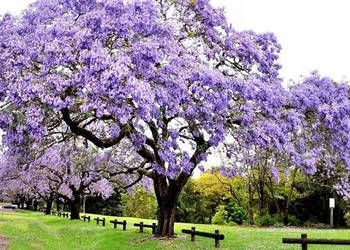 Paulownia Tomentosa sadz 4szt