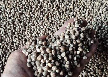 Lubin gorzki wąskolistny