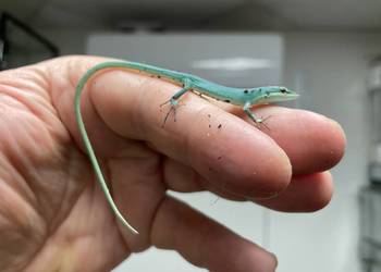 jaszczurki trawiaste (T.dorsalis) z Japoni, odbiór w Gliwicach