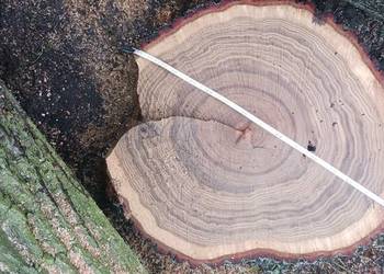 Krążki z drewna dębu