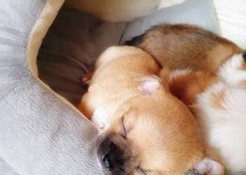 chihuahua szczenięta piesek