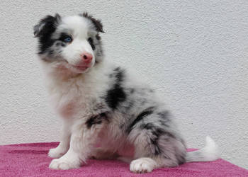 Rasowy pies bluemerle Border Collie z pełną dok. przebadani rodzice
