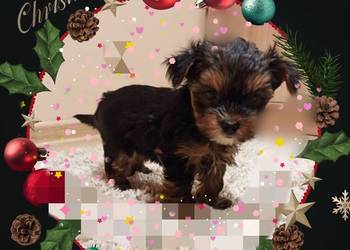 Śliczny szczeniak York terrier