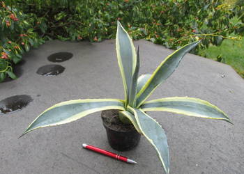 Kolorowa agawa - agave americana variegata - duża sadzonka