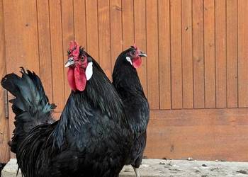 Jaja wylęgowe, duże La Flèche, białe diabły