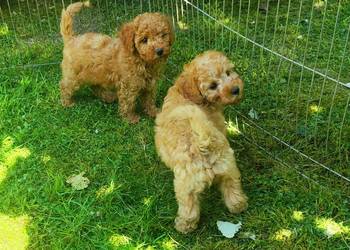 Pudel toy mały samiec apricot red rodowód 2x zaszczepiony