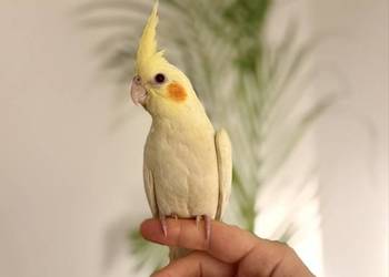 Młodziutka papuga nimfa - ręcznie karmiona