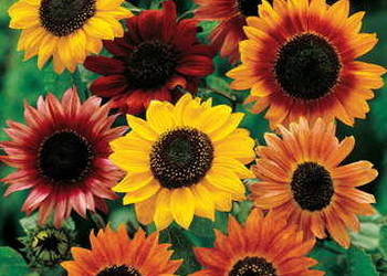 Sprzedam slonecznik ciety na kwiat