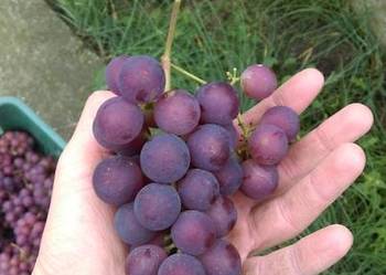 Piękne Sadzonki Winorośli Odmiana Swedson Red Piękne Sadzonki Winorośli Odmiana Swedson Red