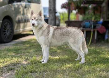 Siberian husky boy 4 miesięczny