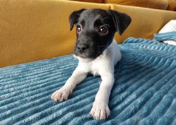 Parson russell terrier suczka szczenię
