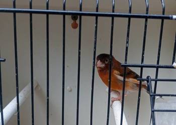 Sprzedam nierozłączki i bastardy