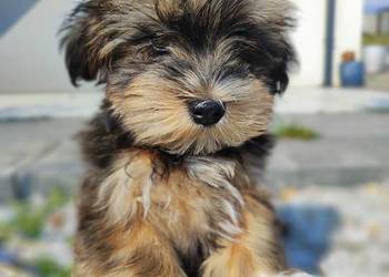 Hawańczyk rodowód FCI