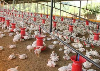 Salmacid S Active | sypki zakwaszacz do paszy | trzoda chlewna | 1000 kg