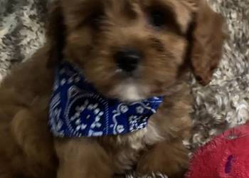 Malutkie Cavapoo szczeniaki piękne po małych rodzicach