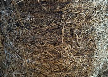 Baloty sianokiszonka