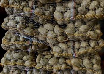 Sprzedam ziemniaki odmiany Soraya w kalibrażu 50+ worki 15kg na palecie