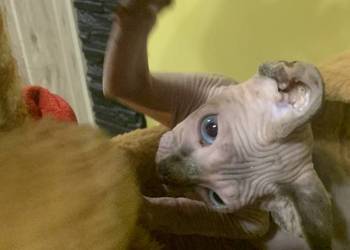 Sfinks Kanadyjski. Rezerwacja kotki.