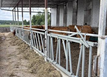 Drabina paszowa wygrodzenia okólniki kojec dla bydła byków krów koni