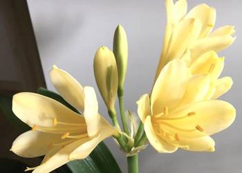 clivia kliwia żółta
