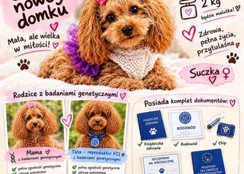 Layla odchowana pudel toy Paszport