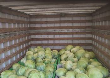 Kapusta, marchew, ziemniaki, buraki prosto od producenta