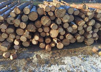 Drewno opałowe sosna