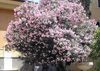 OLEANDER POSPOLITY  Nerium oleander - NASIONA 100g
