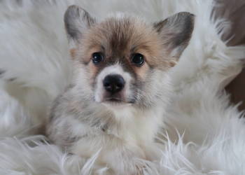 Welsh corgi pembroke szczenię
