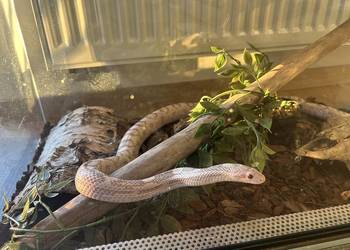 Wąż zbożowy lawendowy