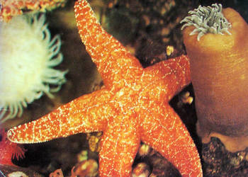 The Compass. A Magazine of the Sea.