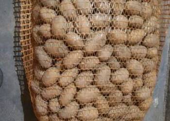 Ziemniak jadalny     kaliber 3 do 4 cm