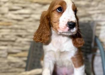 Wyjątkowy piesek Cocker Spaniel Angielski Orange roan z rodowodem