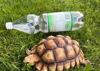 Zółw pustynny żółw lądowy centrochelys sulcata