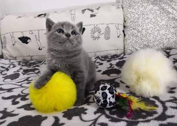 kocurek brytyjski krótkowłosy