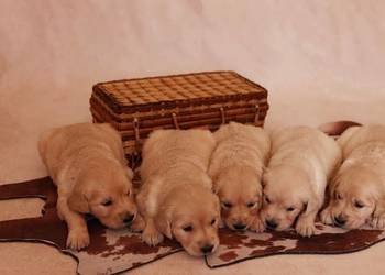 Szczenięta golden retriver ZKwP FCI